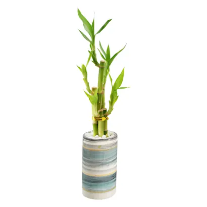 Lucky Bamboo in Brushed Breeze Ceramic | Arcadia Garden Products