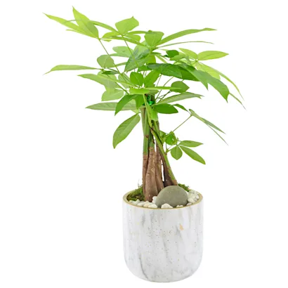 monstera laniata variegated Monstera laniata variegata mint