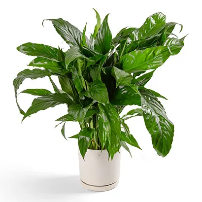 Edible Arrangements fruit baskets - Spathiphyllum