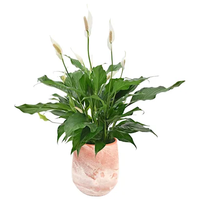 san pedro cactus plants for sale Trichocereus peruvianus --Peruvian Torch Cactus-- main image 0