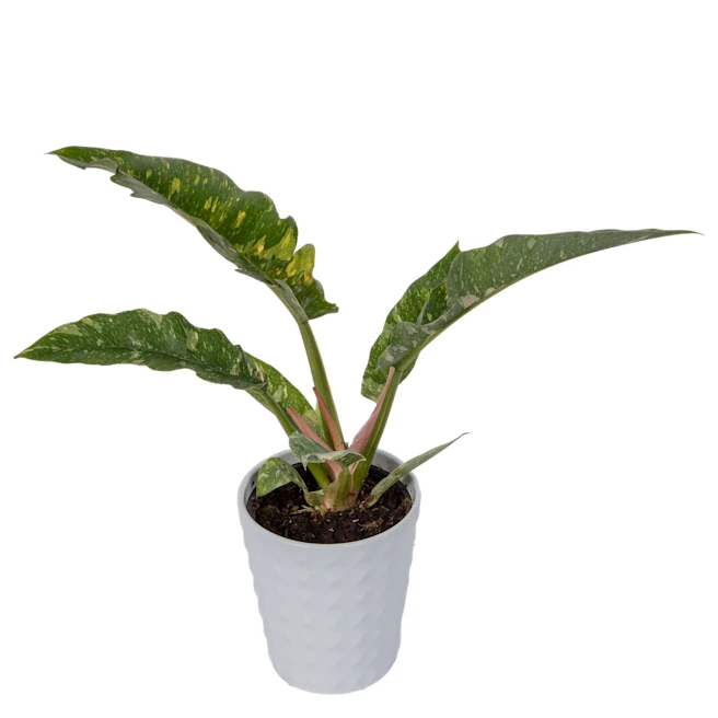 Billie Philodendron - Ring of Fire-5 inch