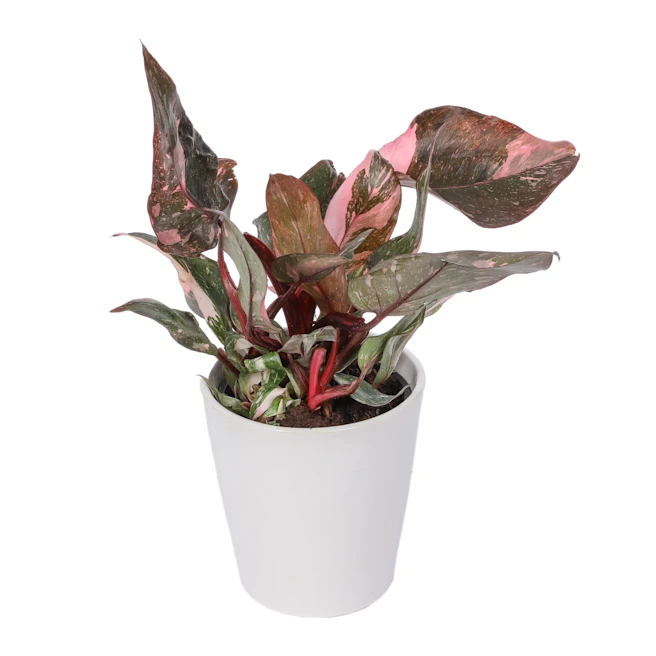 Edible Arrangements fruit baskets - Fancy Pink Princess Philodendron
