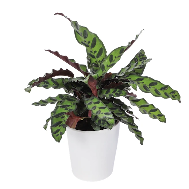 types of calatheas BubbleBlooms Calathea Assortment Set, 4 inch pots, Set of 3, Prayer Pl –  Florida House Plants